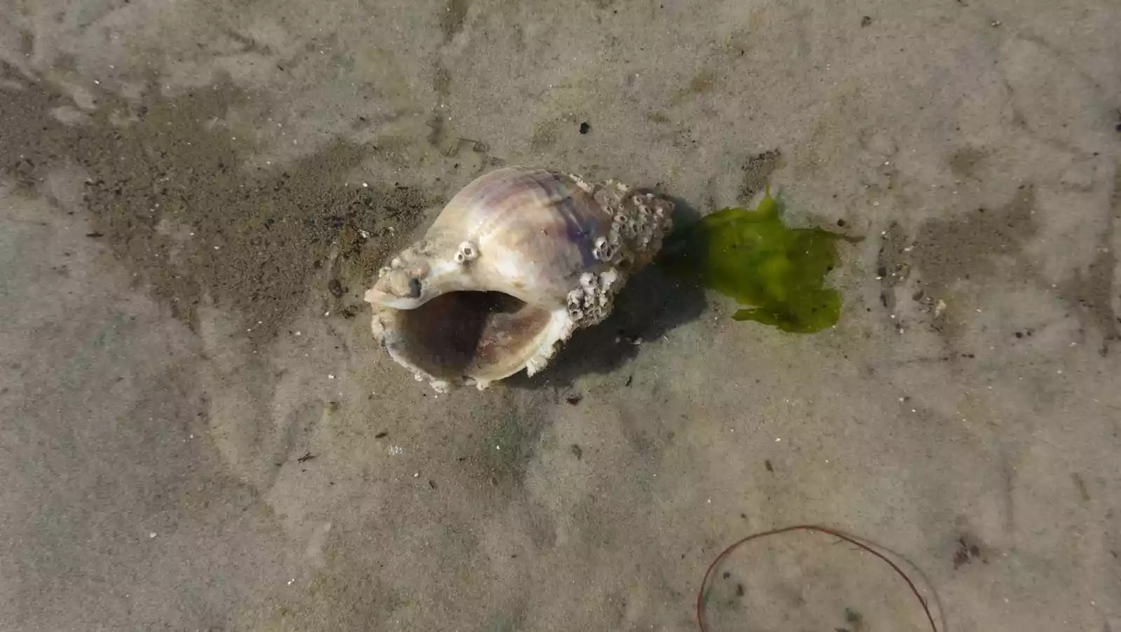 Muschel im Wattenmeer vor Föhr