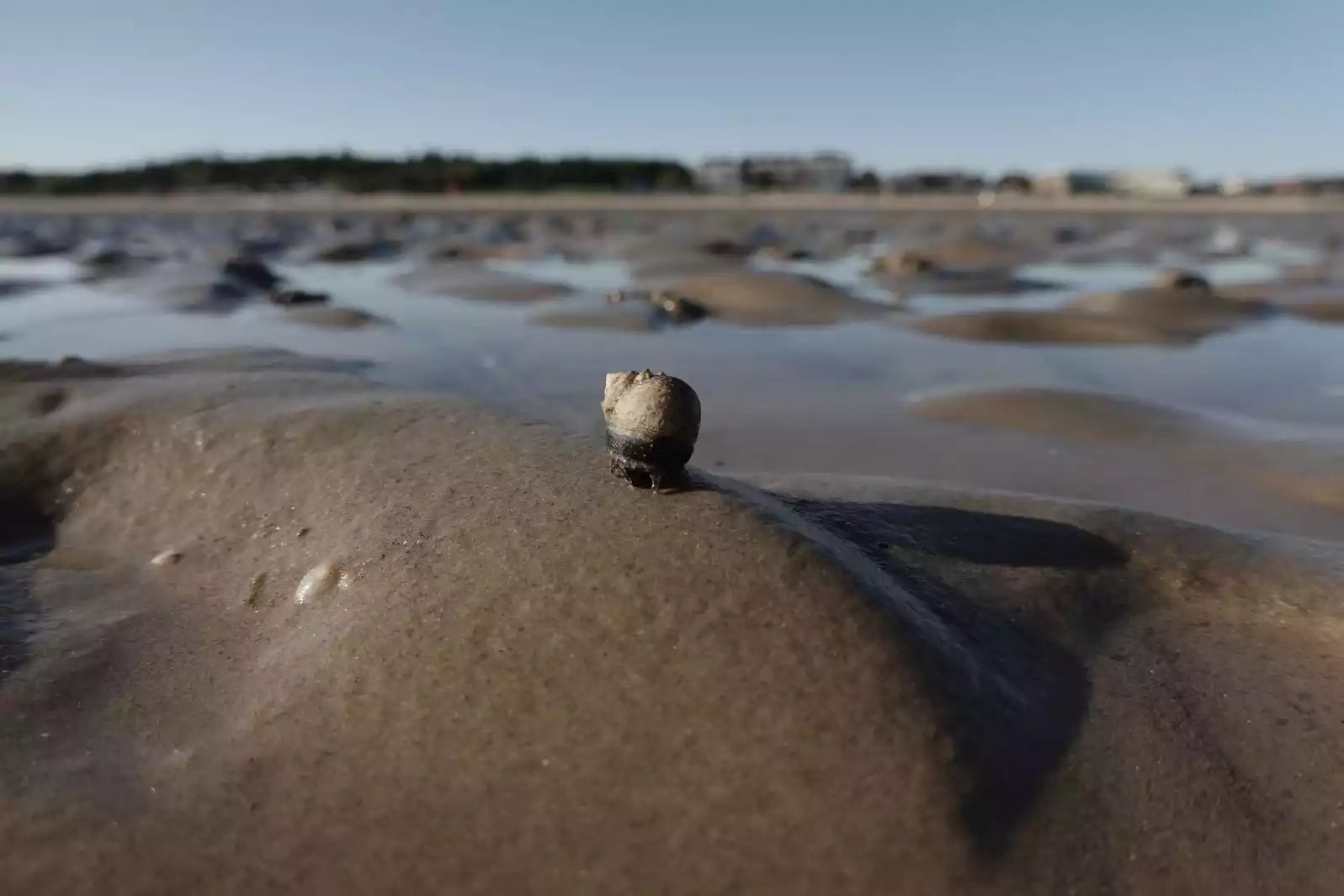 Kleine Meeresschnecke im Watt vor Föhr